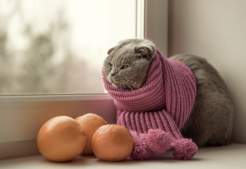 肝臓疾患になる可能性も?猫がみかんを嫌がる理由とは