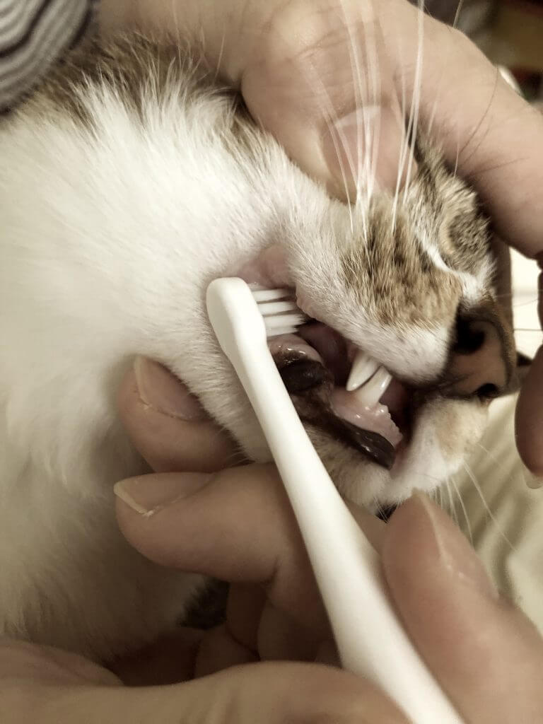 猫の歯磨きのコツ！ 歯ブラシの使い方と歯磨きおもちゃとは