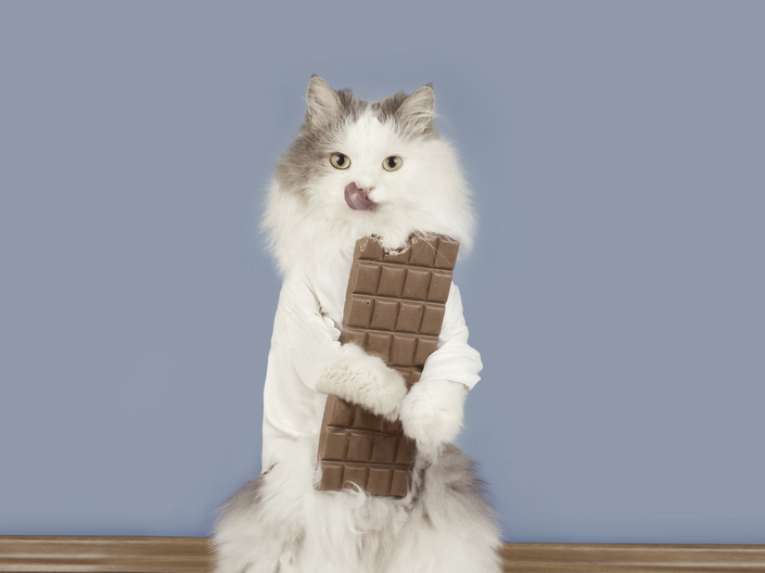 猫にチョコレートを食べさせてはいけない理由とは