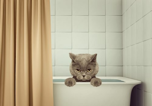 猫にお風呂はいつ必要なの？嫌がる猫を安全にシャンプーするコツ