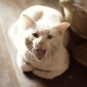 猫ちゃんが鳴くホントの理由とは？