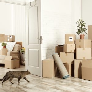 引っ越しによる猫のストレスを軽減する方法。新しい環境に慣れるためのコツとは？