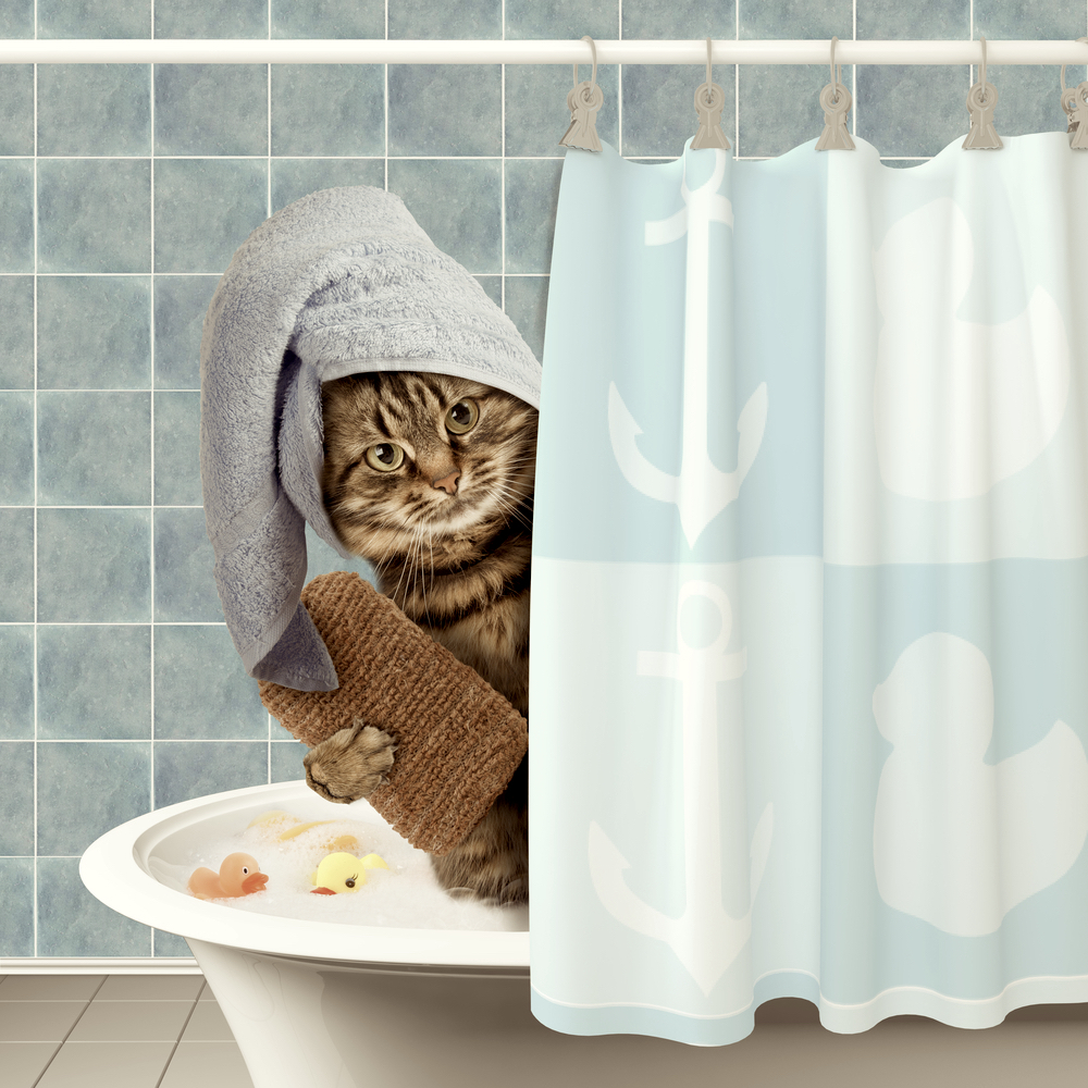 シャンプー嫌いの猫ちゃんでも大丈夫 蒸しタオル浴とドライシャンプーのやり方とは Nekocan ネコキャン 猫との暮らしを もっと素敵に