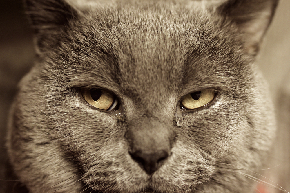 猫の涙の理由とは 考えられる原因や病気と対処法を知ろう Nekocan ネコキャン 猫との暮らしを もっと素敵に