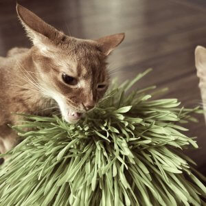 猫草を食べる理由