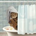 シャンプー嫌いの猫ちゃんでも大丈夫！蒸しタオル浴とドライシャンプーのやり方とは