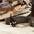 ペット防災｜猫の防災対策特集Vol.2【避難編】もし大地震が起きたときは