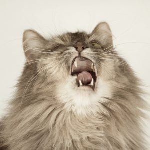 実は猫にもあるって知っていますか？ペットの花粉症の症状と対策