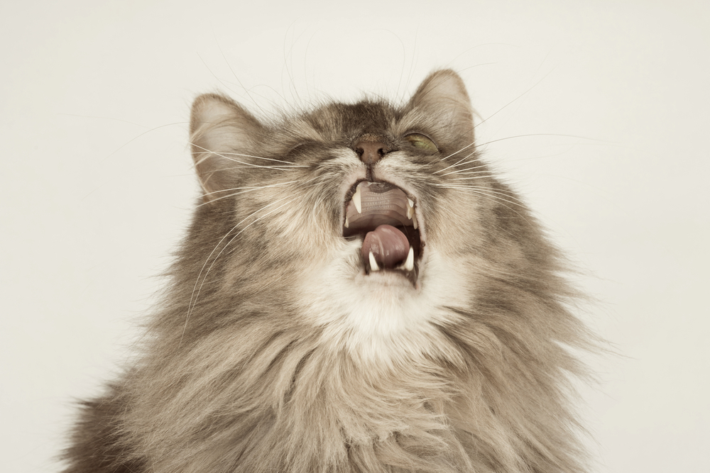 実は猫にもあるって知っていますか？ペットの花粉症の症状と対策