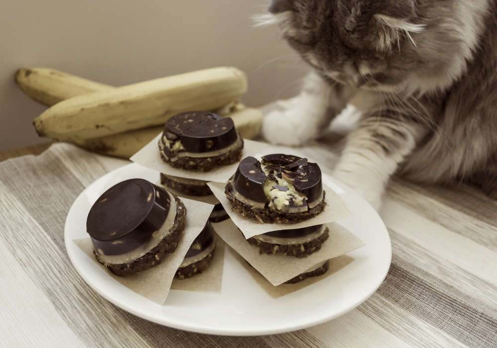 猫にチョコレートを食べさせてはいけない理由とは2
