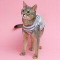 猫用の服 10選！ 最新おすすめランキングと着せるメリットとコツを解説