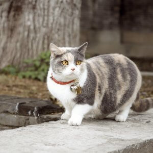猫首輪を着けるメリット・デメリットを詳しく解説！室内飼い猫に猫首輪は必要？