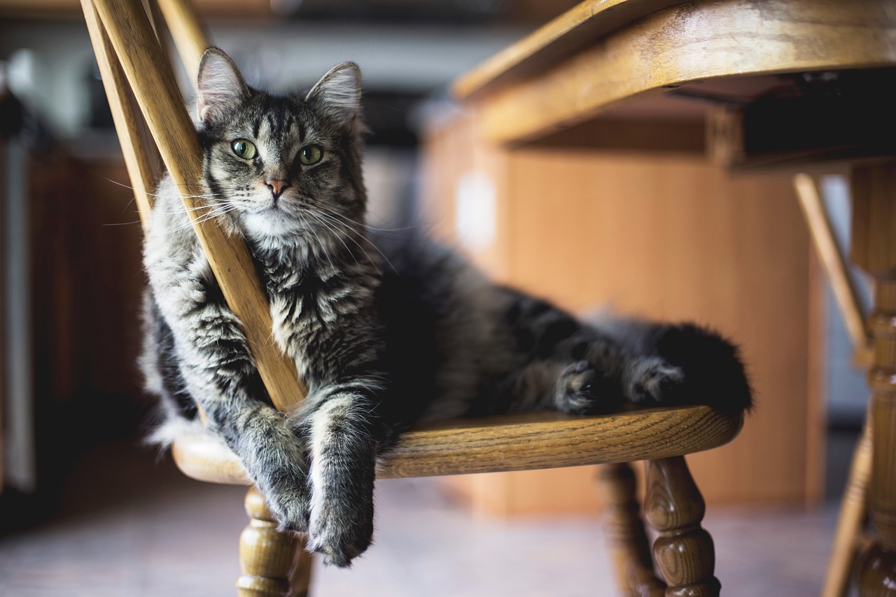 猫が家具を噛む理由は？